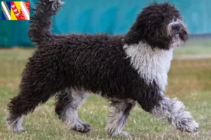 Mehr über den Artikel erfahren Perro de Agua Español Züchter und Welpen in Grand Est