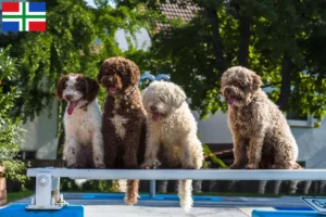 Mehr über den Artikel erfahren Perro de Agua Español Züchter und Welpen in Groningen