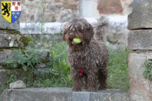 Mehr über den Artikel erfahren Perro de Agua Español Züchter und Welpen in Hauts-de-France