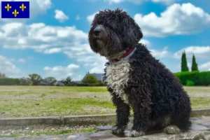 Mehr über den Artikel erfahren Perro de Agua Español Züchter und Welpen in Île-de-France