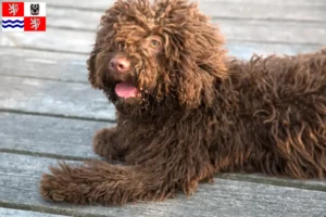 Mehr über den Artikel erfahren Perro de Agua Español Züchter und Welpen in Mittelböhmen