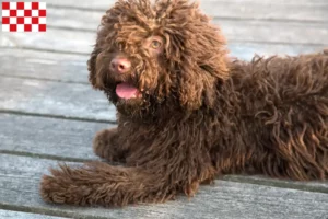 Mehr über den Artikel erfahren Perro de Agua Español Züchter und Welpen in Nordbrabant