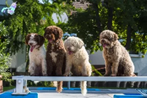 Mehr über den Artikel erfahren Perro de Agua Español Züchter und Welpen in Nordjylland