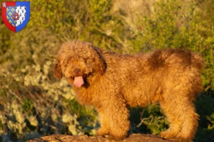 Mehr über den Artikel erfahren Perro de Agua Español Züchter und Welpen in Pays de la Loire