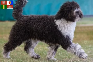 Mehr über den Artikel erfahren Perro de Agua Español Züchter und Welpen in Südböhmen