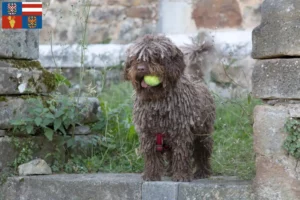 Mehr über den Artikel erfahren Perro de Agua Español Züchter und Welpen in Südmähren