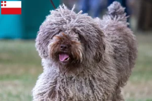 Mehr über den Artikel erfahren Perro de Agua Español Züchter und Welpen in Utrecht