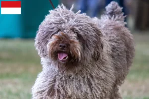 Mehr über den Artikel erfahren Perro de Agua Español Züchter und Welpen in Wien