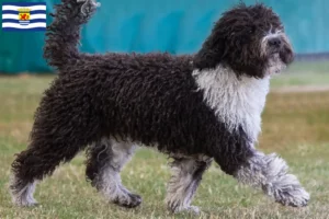 Mehr über den Artikel erfahren Perro de Agua Español Züchter und Welpen in Zeeland