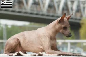 Mehr über den Artikel erfahren Peruanischer Nackthund Züchter und Welpen in der Bretagne