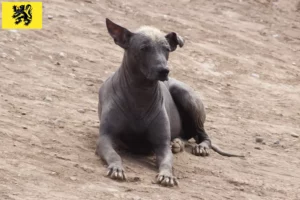 Mehr über den Artikel erfahren Peruanischer Nackthund Züchter und Welpen in Flandern