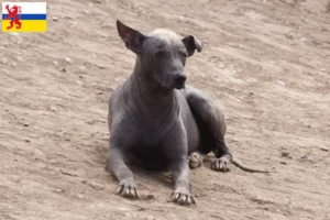 Mehr über den Artikel erfahren Peruanischer Nackthund Züchter und Welpen in Limburg