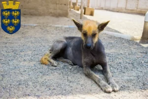 Mehr über den Artikel erfahren Peruanischer Nackthund Züchter und Welpen in Niederösterreich