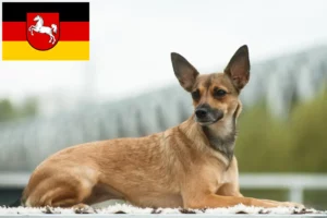 Mehr über den Artikel erfahren Peruanischer Nackthund Züchter und Welpen in Niedersachsen