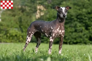 Mehr über den Artikel erfahren Peruanischer Nackthund Züchter und Welpen in Nordbrabant