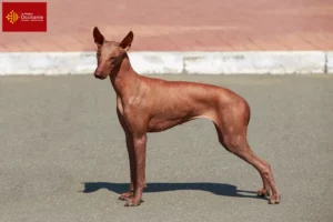 Mehr über den Artikel erfahren Peruanischer Nackthund Züchter und Welpen in Okzitanien