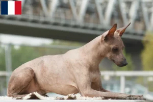 Mehr über den Artikel erfahren Peruanischer Nackthund Züchter und Welpen auf Réunion