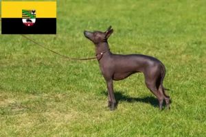 Mehr über den Artikel erfahren Peruanischer Nackthund Züchter und Welpen in Sachsen-Anhalt
