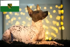 Mehr über den Artikel erfahren Peruanischer Nackthund Züchter und Welpen in Sachsen