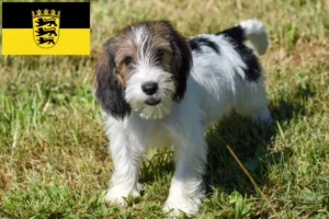 Mehr über den Artikel erfahren Petit Basset Griffon Vendéen Züchter und Welpen in Baden-Württemberg