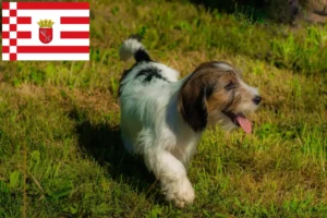 Mehr über den Artikel erfahren Petit Basset Griffon Vendéen Züchter und Welpen in Bremen