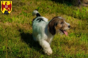 Mehr über den Artikel erfahren Petit Basset Griffon Vendéen Züchter und Welpen im Burgenland