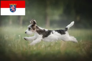 Mehr über den Artikel erfahren Petit Basset Griffon Vendéen Züchter und Welpen in Hessen