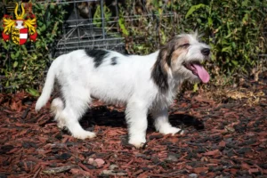 Mehr über den Artikel erfahren Petit Basset Griffon Vendéen Züchter und Welpen in Kärnten