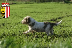 Mehr über den Artikel erfahren Petit Basset Griffon Vendéen Züchter und Welpen in Oberösterreich