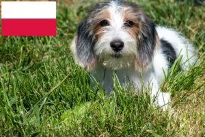 Mehr über den Artikel erfahren Petit Basset Griffon Vendéen Züchter und Welpen in Polen