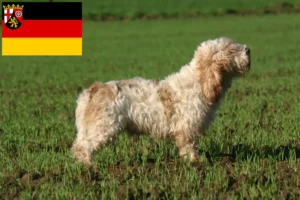 Mehr über den Artikel erfahren Petit Basset Griffon Vendéen Züchter und Welpen in Rheinland-Pfalz