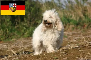 Mehr über den Artikel erfahren Petit Basset Griffon Vendéen Züchter und Welpen im Saarland