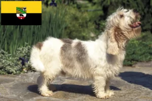 Mehr über den Artikel erfahren Petit Basset Griffon Vendéen Züchter und Welpen in Sachsen-Anhalt