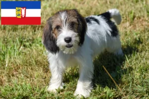 Mehr über den Artikel erfahren Petit Basset Griffon Vendéen Züchter und Welpen in Schleswig-Holstein