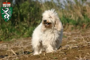 Mehr über den Artikel erfahren Petit Basset Griffon Vendéen Züchter und Welpen in der Steiermark