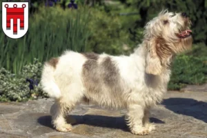 Mehr über den Artikel erfahren Petit Basset Griffon Vendéen Züchter und Welpen in Vorarlberg