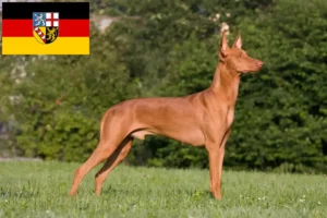 Mehr über den Artikel erfahren Pharaonenhund Züchter und Welpen im Saarland