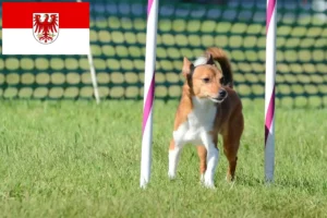 Mehr über den Artikel erfahren Podenco Züchter und Welpen in Brandenburg