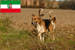 Mehr über den Artikel erfahren Poitevin Züchter und Welpen in Nordrhein-Westfalen