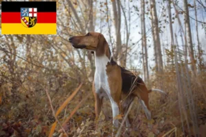 Mehr über den Artikel erfahren Poitevin Züchter und Welpen im Saarland