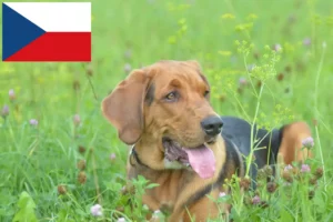 Mehr über den Artikel erfahren Polnische Bracke Züchter und Welpen in Tschechien