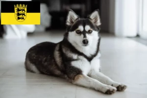 Mehr über den Artikel erfahren Pomsky Züchter und Welpen in Baden-Württemberg