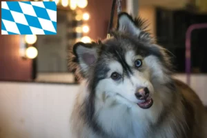 Mehr über den Artikel erfahren Pomsky Züchter und Welpen in Bayern