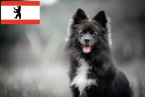 Mehr über den Artikel erfahren Pomsky Züchter und Welpen in Berlin