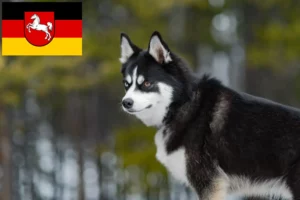 Mehr über den Artikel erfahren Pomsky Züchter und Welpen in Niedersachsen