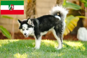 Mehr über den Artikel erfahren Pomsky Züchter und Welpen in Nordrhein-Westfalen