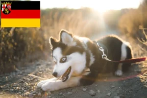 Mehr über den Artikel erfahren Pomsky Züchter und Welpen in Rheinland-Pfalz