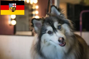 Mehr über den Artikel erfahren Pomsky Züchter und Welpen im Saarland