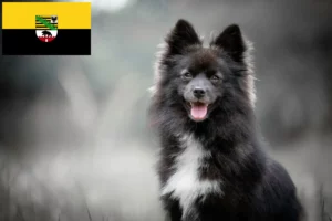 Mehr über den Artikel erfahren Pomsky Züchter und Welpen in Sachsen-Anhalt