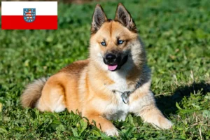 Mehr über den Artikel erfahren Pomsky Züchter und Welpen in Thüringen